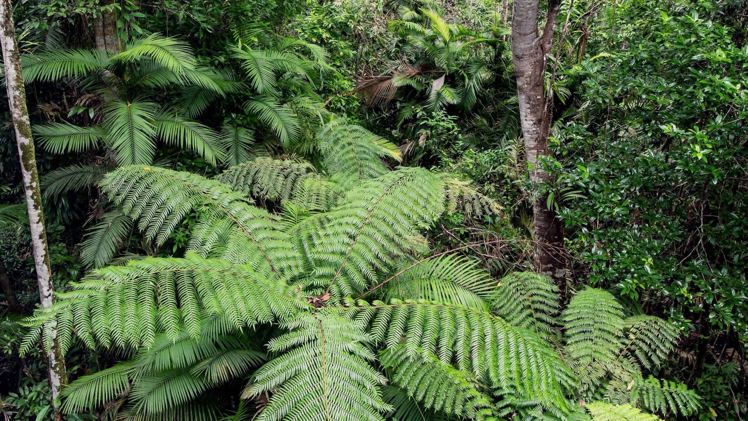 Australien_-_Daintree_-_david-clode-I3b7yxJfwVY-unsplash