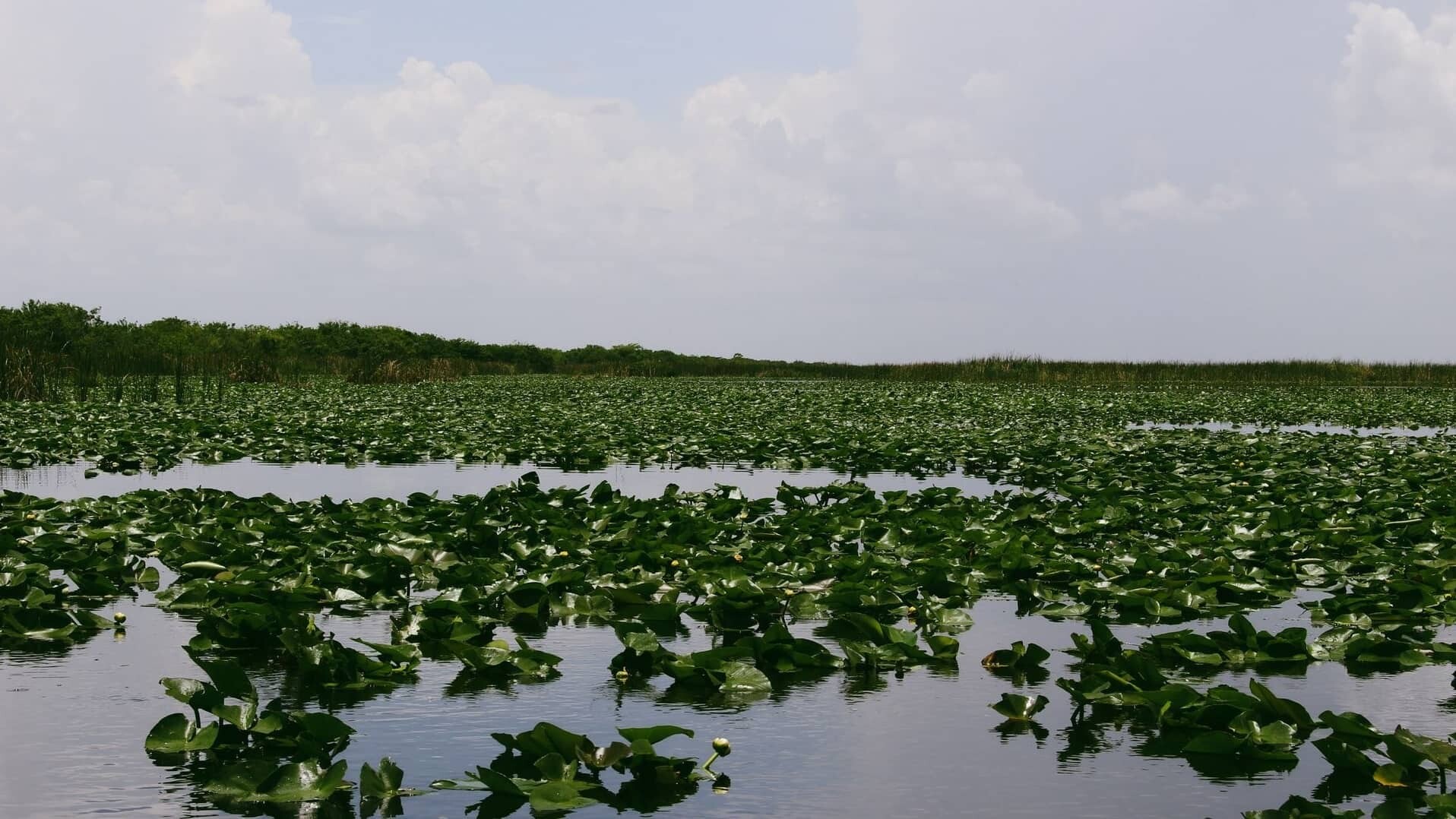 USA_Everglades_jametlene-reskp-iac26tSGcJ4-unsplash_1