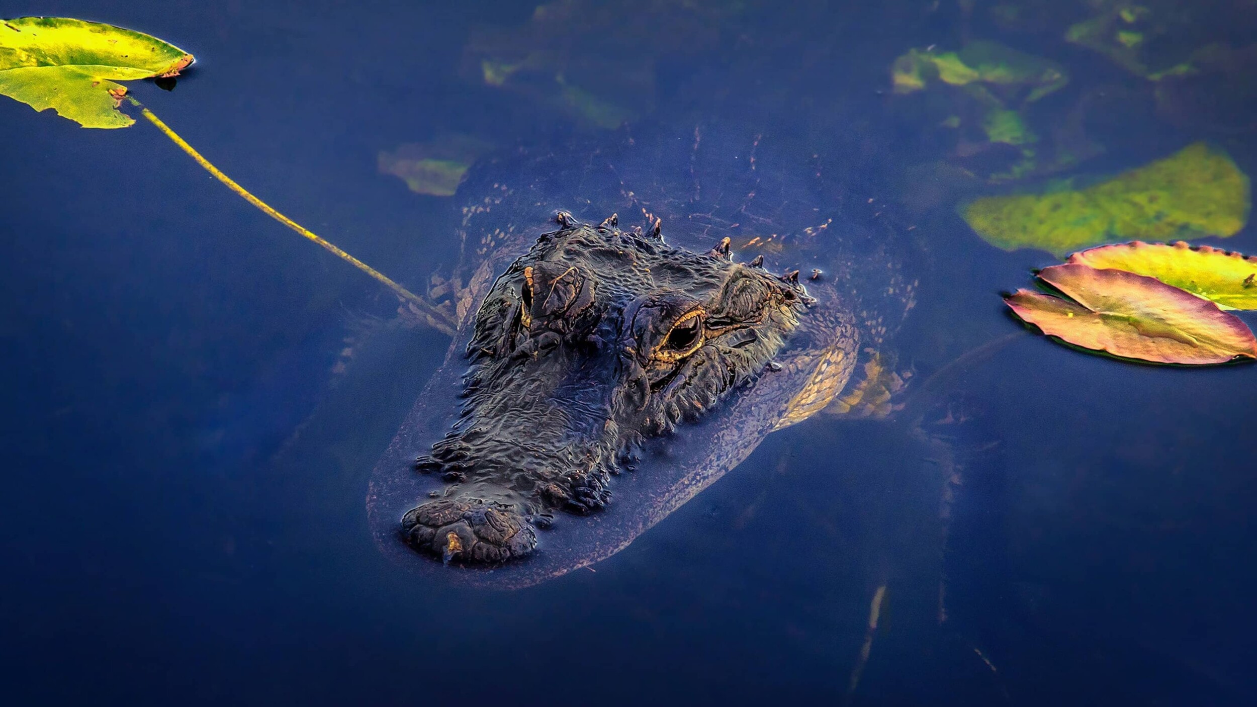 USA_Everglades_sterlinglanier-lanier-qT0QK7IPBiw-unsplash_2
