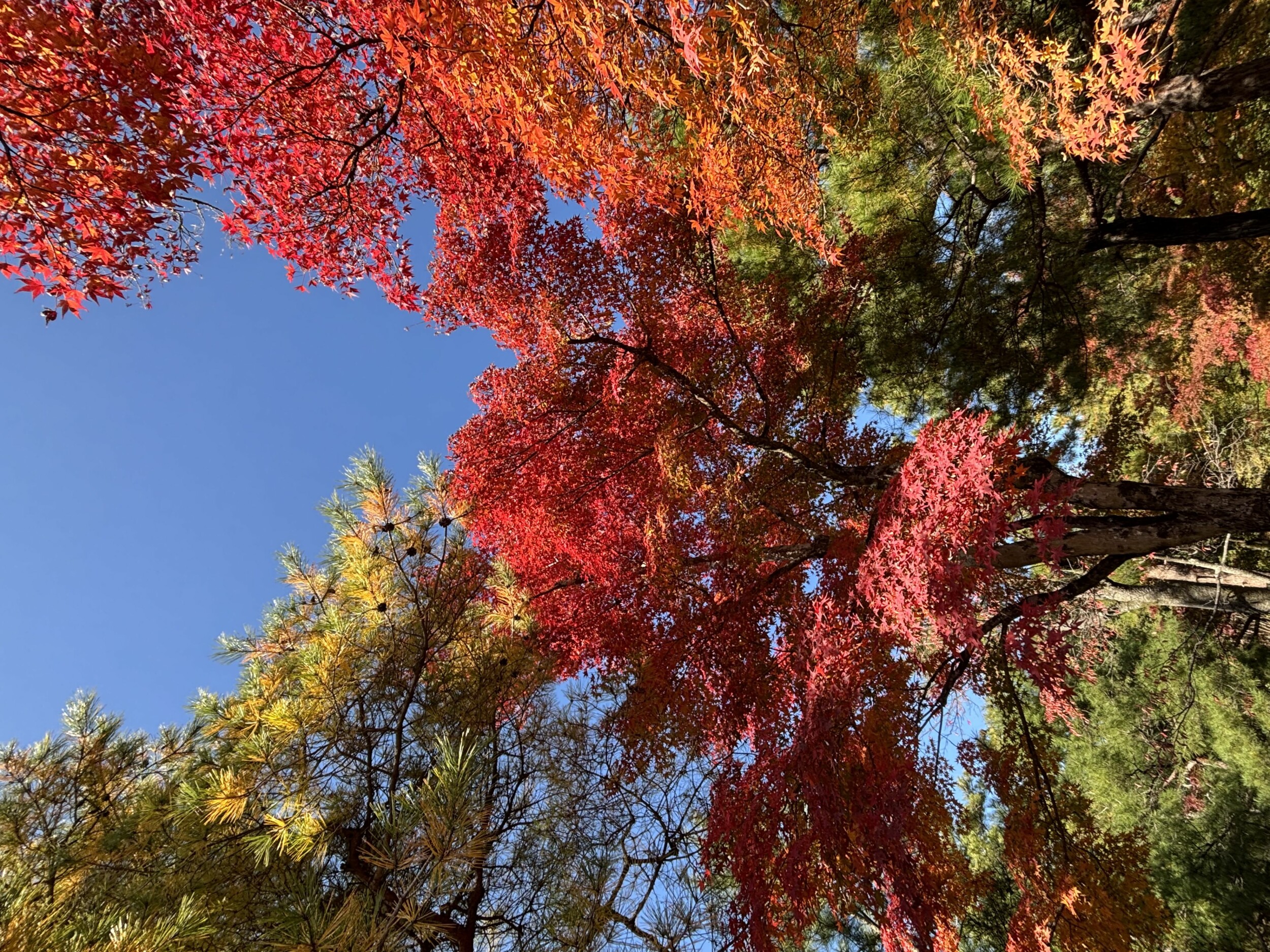 Japan-Micol_IMG_8175