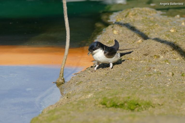 5c56dvvo6_rectangle-768x768-0x0-0x0