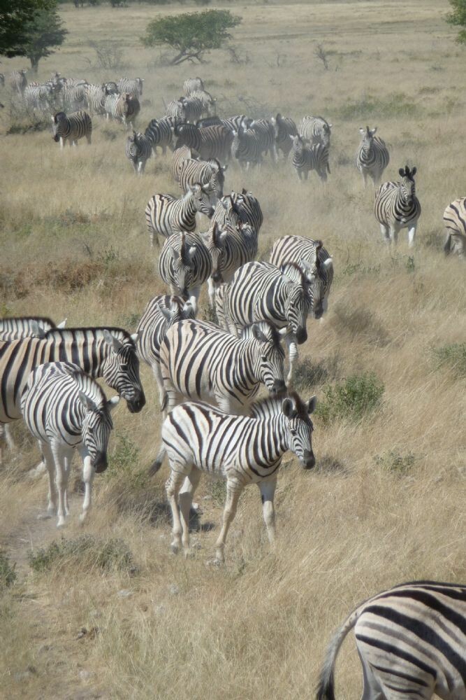 Namibia_15-30_Mai_2010_043